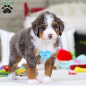 Dexter, Mini Bernedoodle Puppy